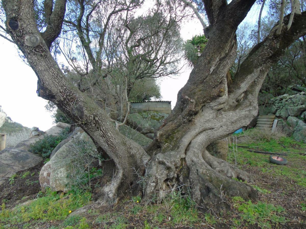 Casa Eleonora Villa Santa Teresa Gallura Kültér fotó